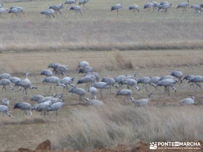 Hoces y cañones del Río Gallo - Grullas en Laguna Gallocanta;senderismo en familia